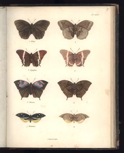 Lepidoptera, Pl. XXXV, illustratie uit 